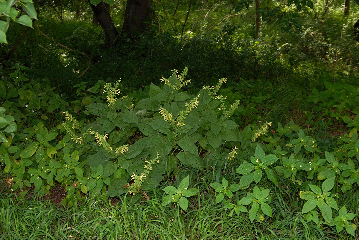 Salvia glutinosa