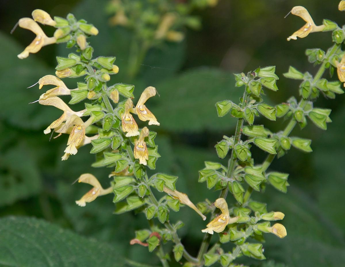 Salvia glutinosa