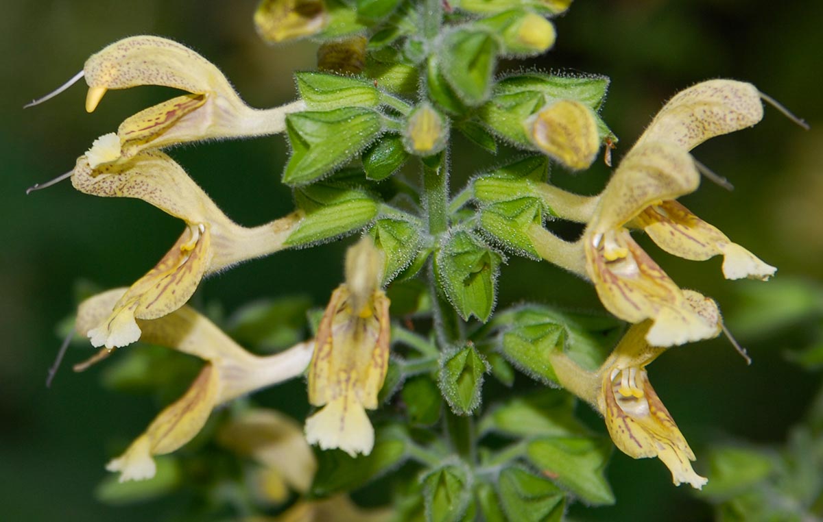 Salvia glutinosa