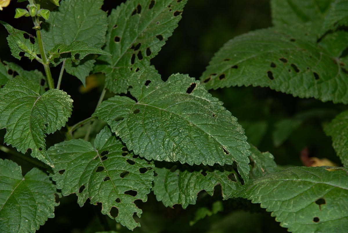 Salvia glutinosa