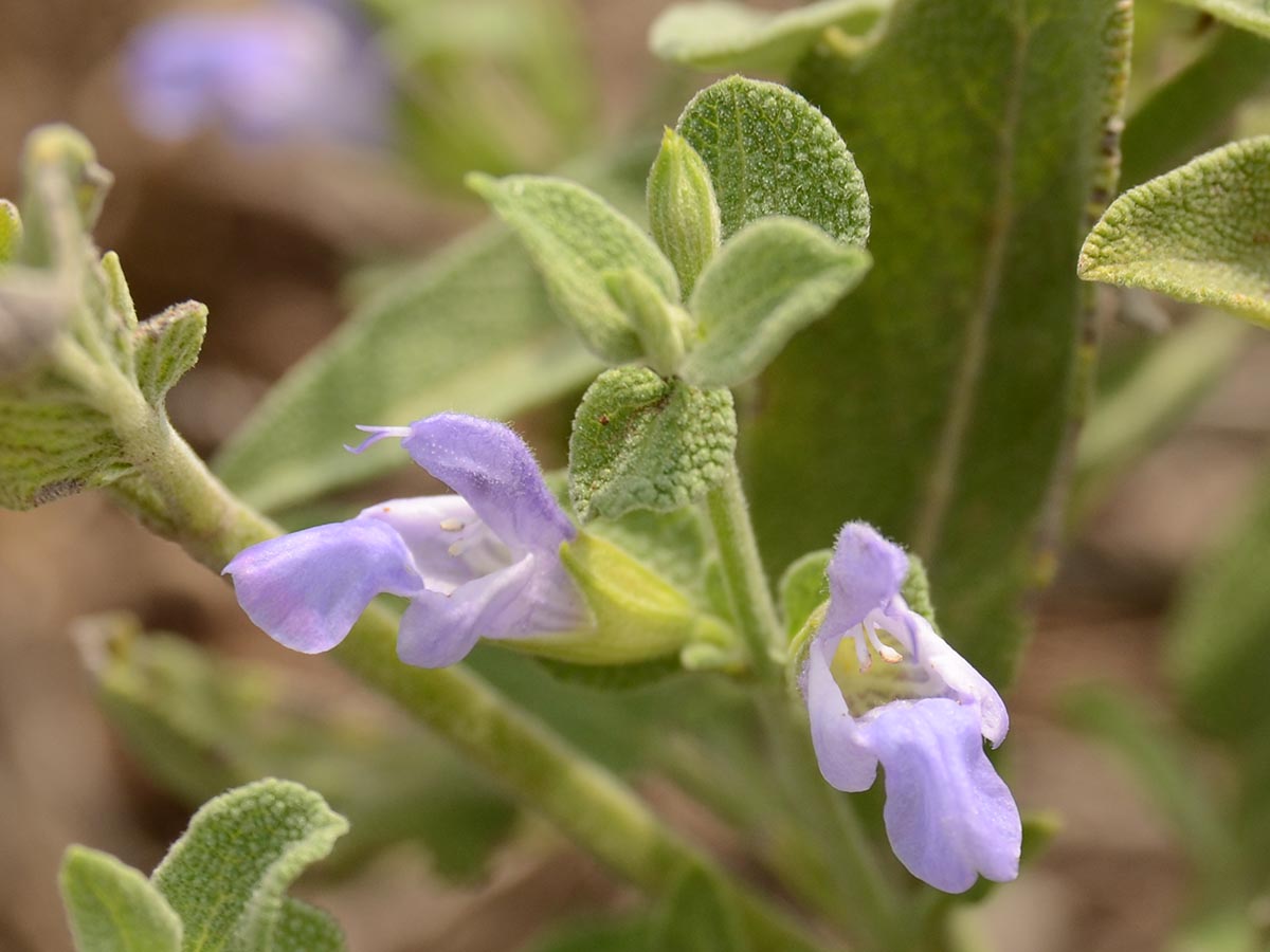 Salvia officinalis