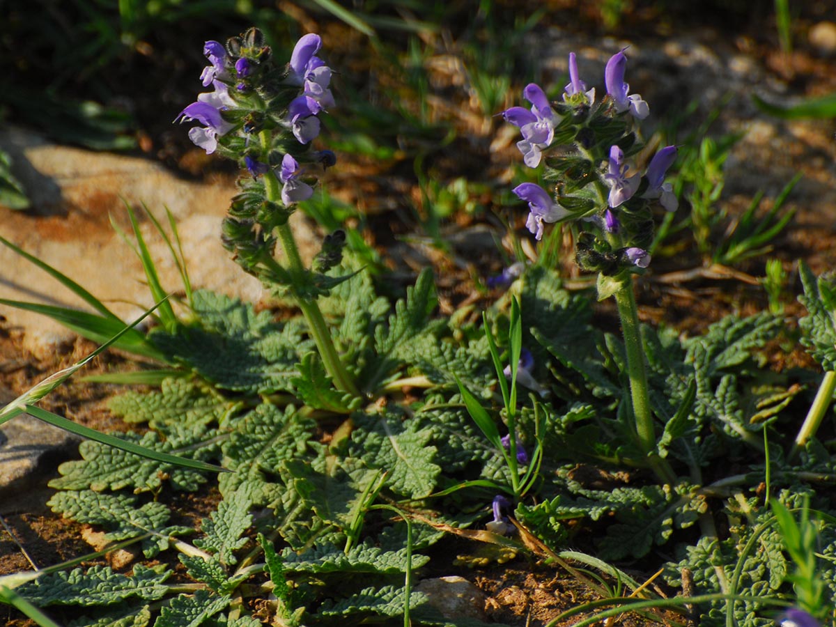 Salvia verbenaca