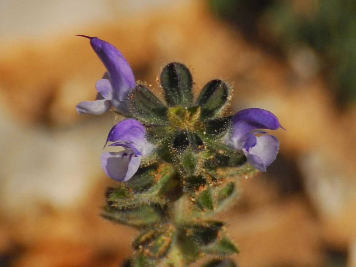 Salvia verbenaca