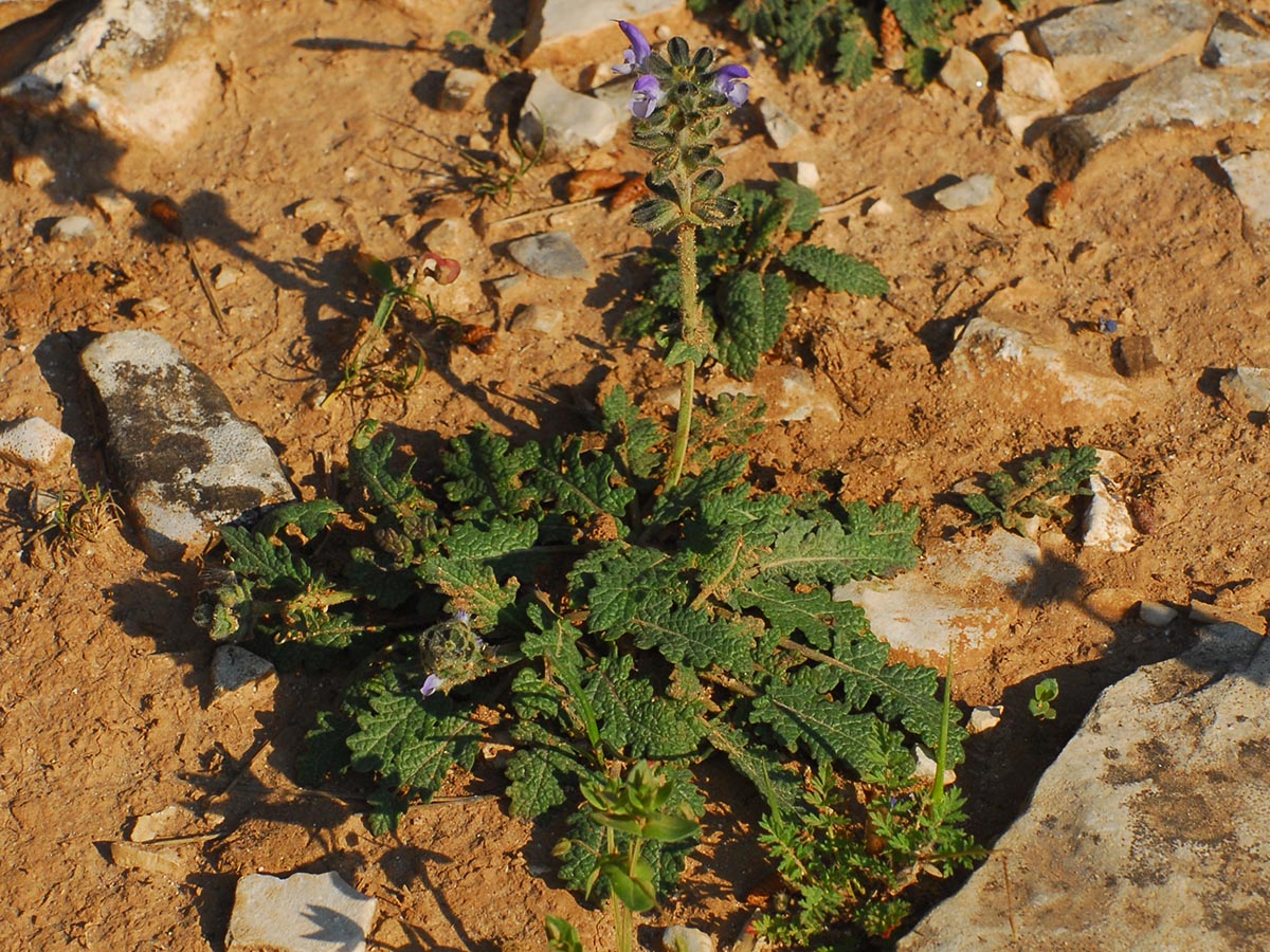 Salvia verbenaca