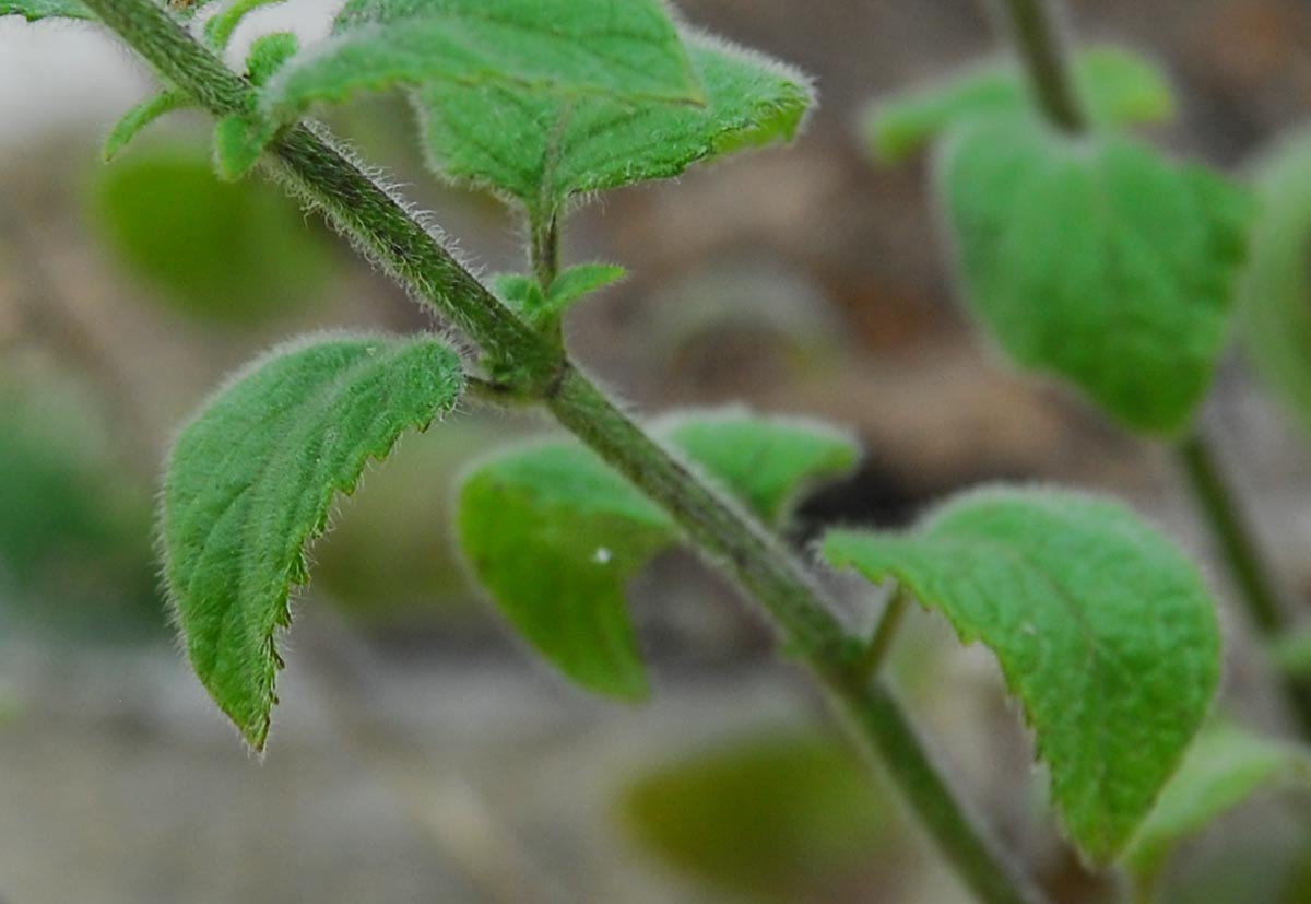 Satureja menthifolia