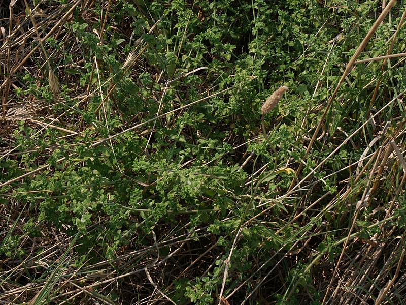 Satureja nepeta