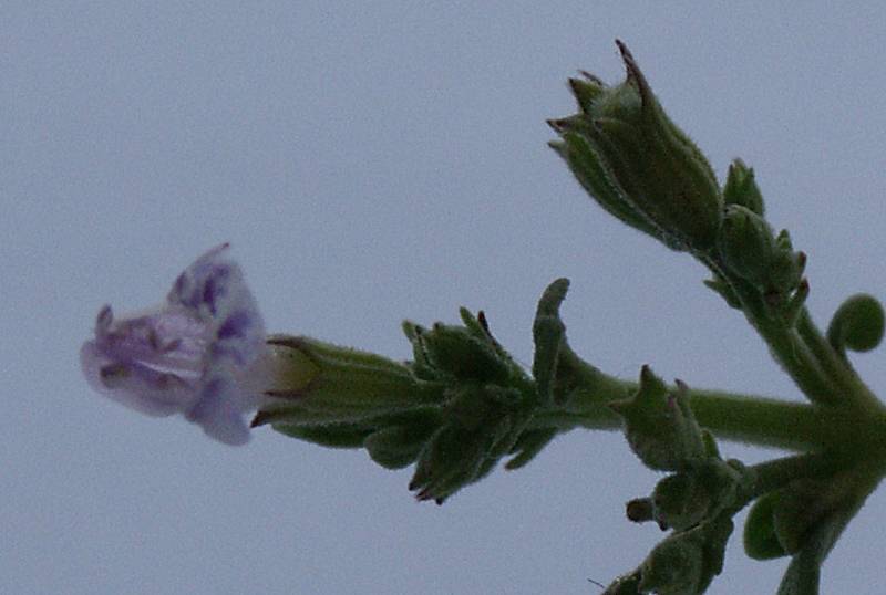 Satureja nepeta