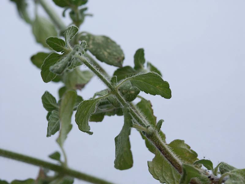 Satureja nepeta