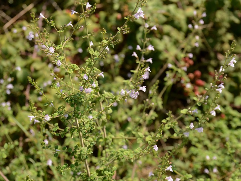 Satureja nepeta