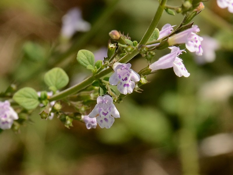 Satureja nepeta