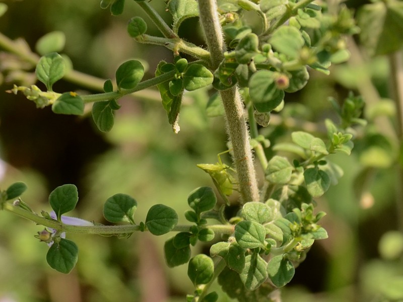 Satureja nepeta