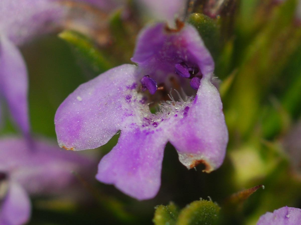 Satureja subspicata