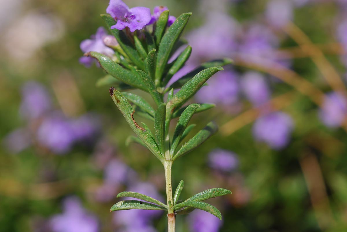 Satureja subspicata