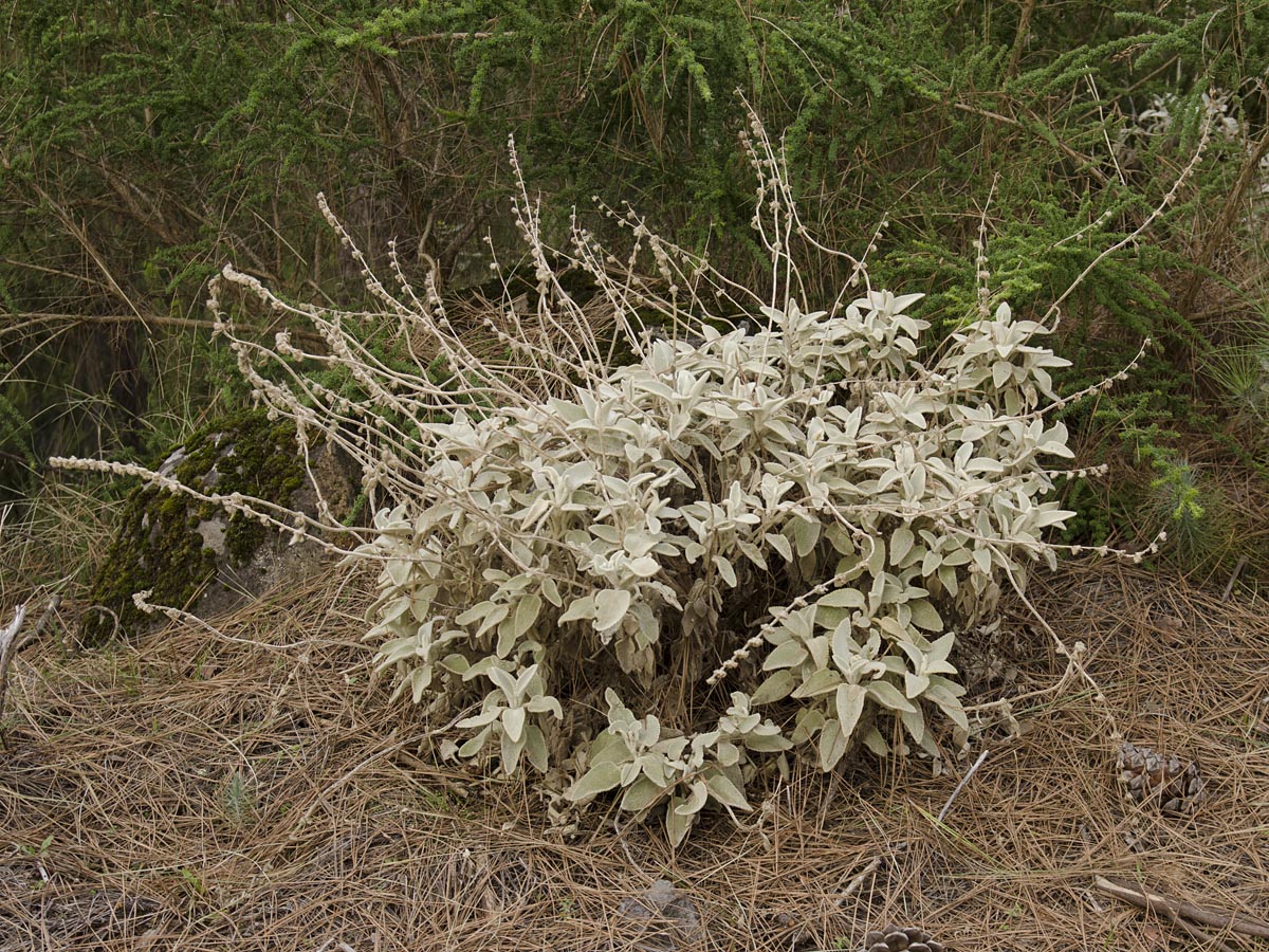 Sideritis oroteneriffae