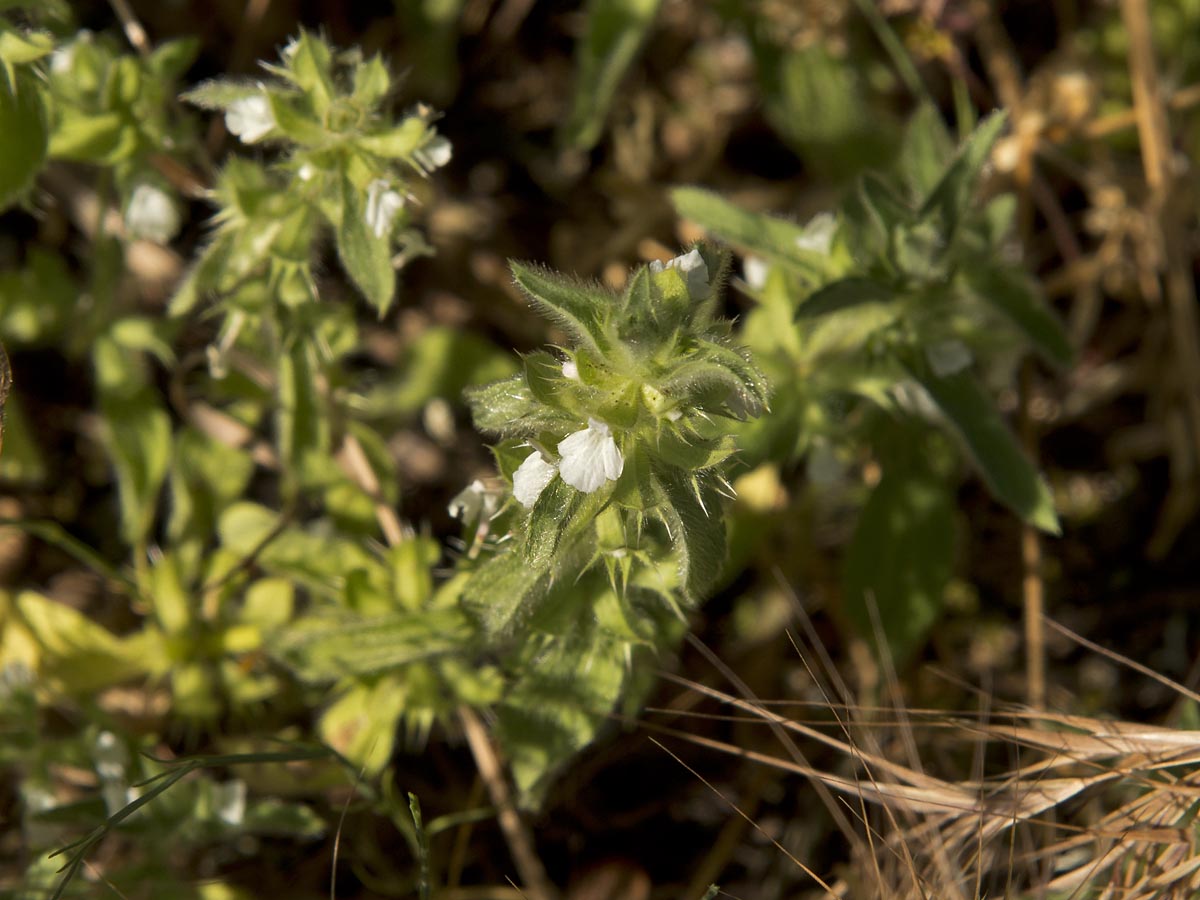 Sideritis romana