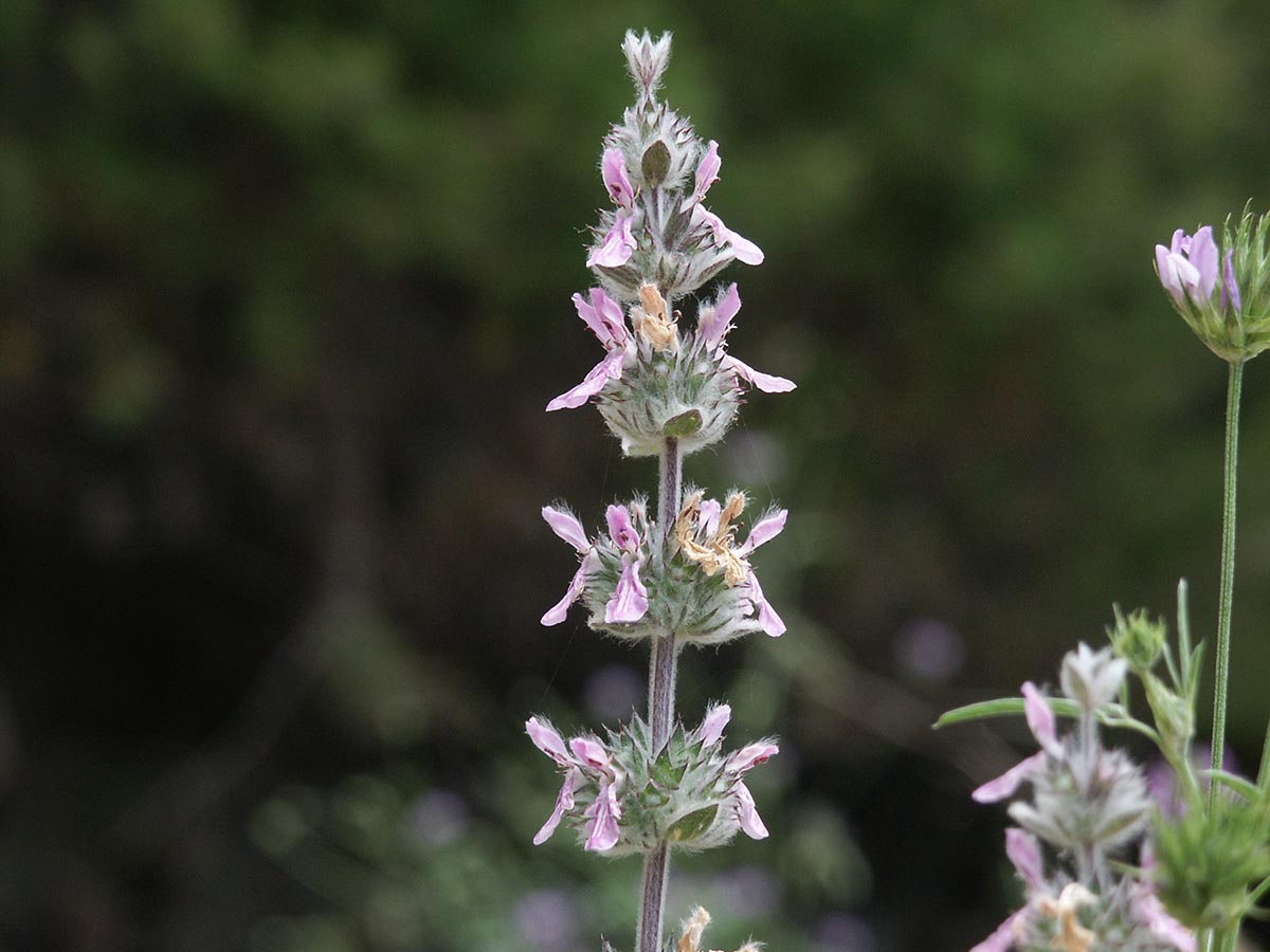 Stachys cretica