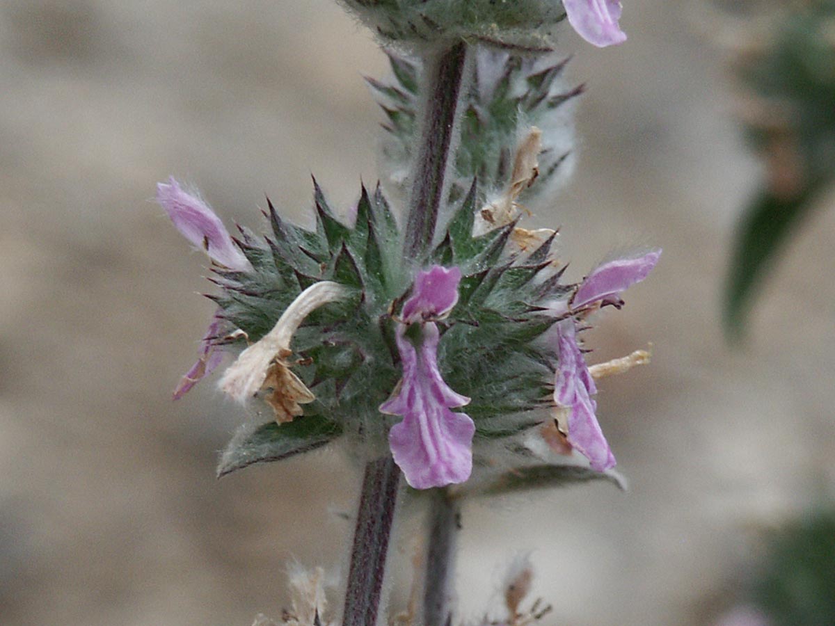 Stachys cretica