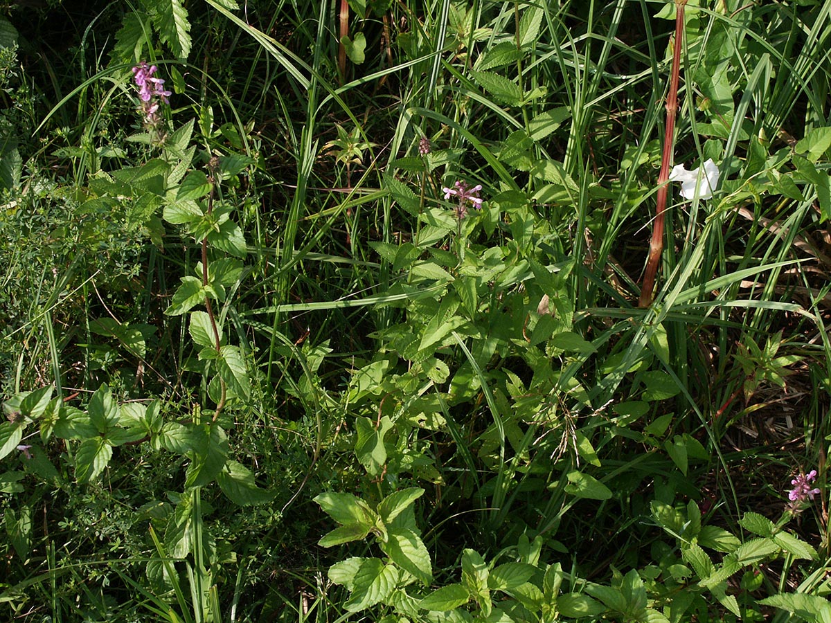 Stachys palustris