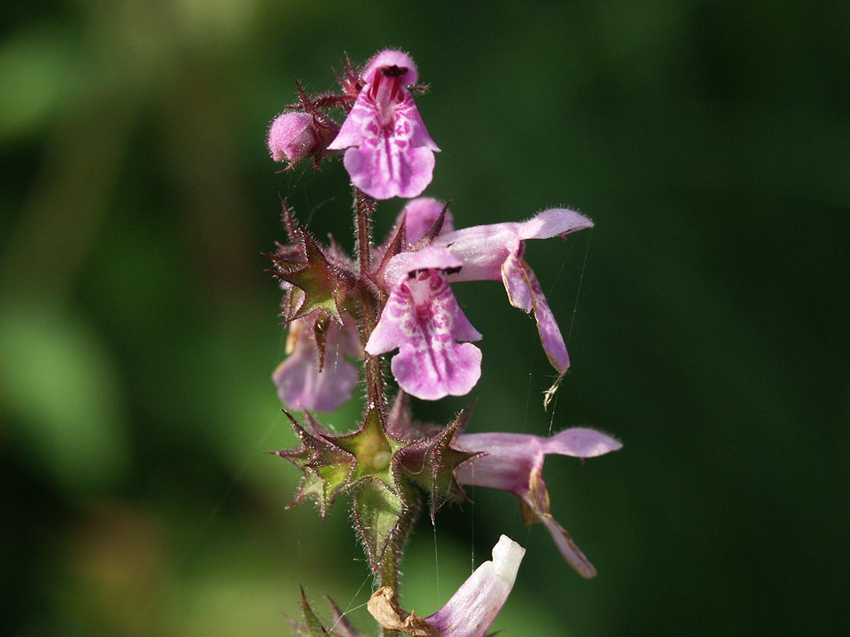 Stachys palustris