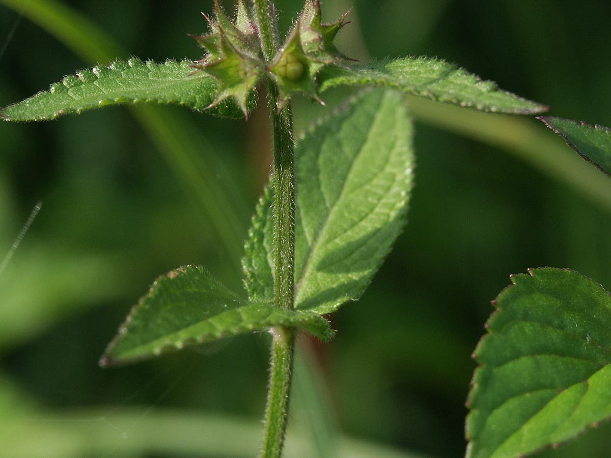 Stachys palustris