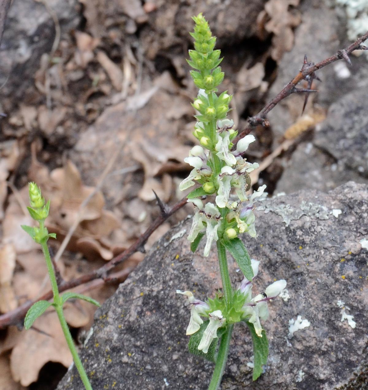 Stachys recta