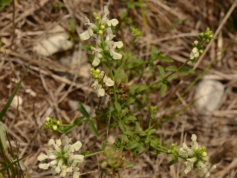 Stachys recta ssp. subcrenata