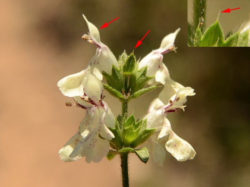 Stachys recta ssp. subcrenata