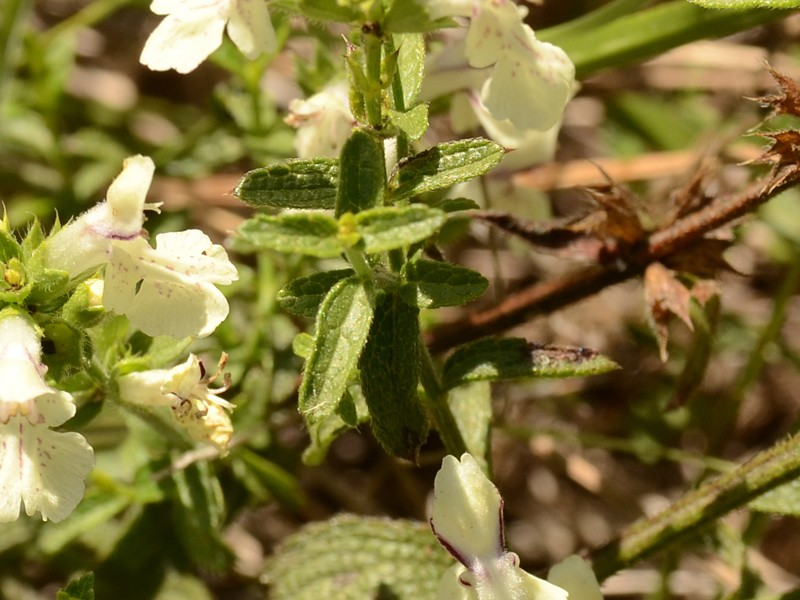 Stachys recta ssp. subcrenata