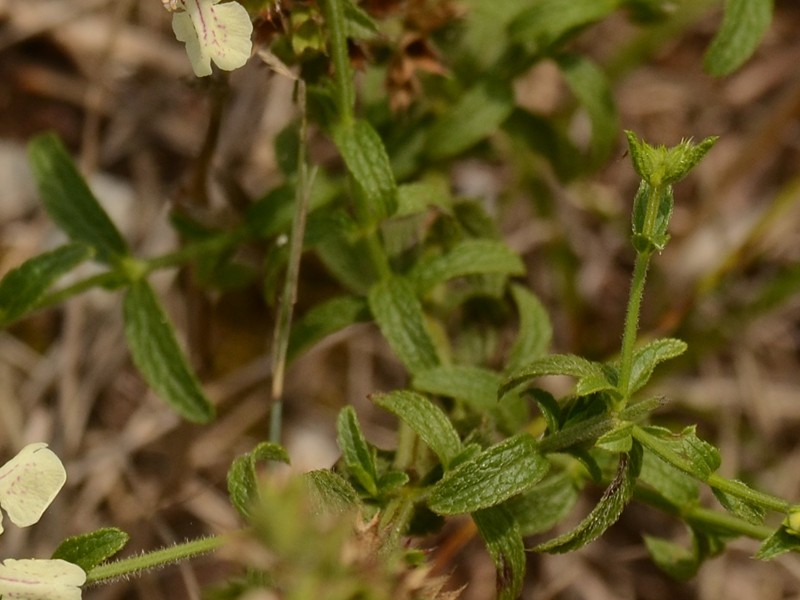 Stachys recta ssp. subcrenata