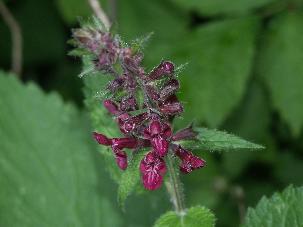 Stachys sylvatica