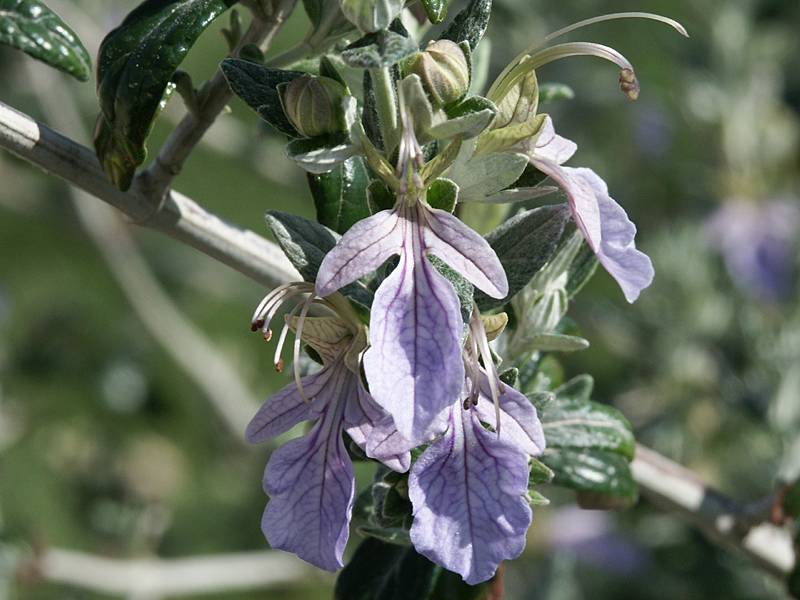 Blüten