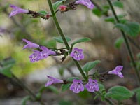 Wald-Bergminze