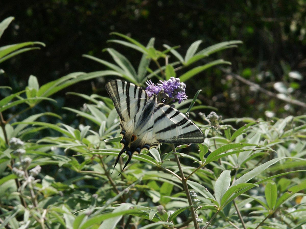 Iphiclides podalirius