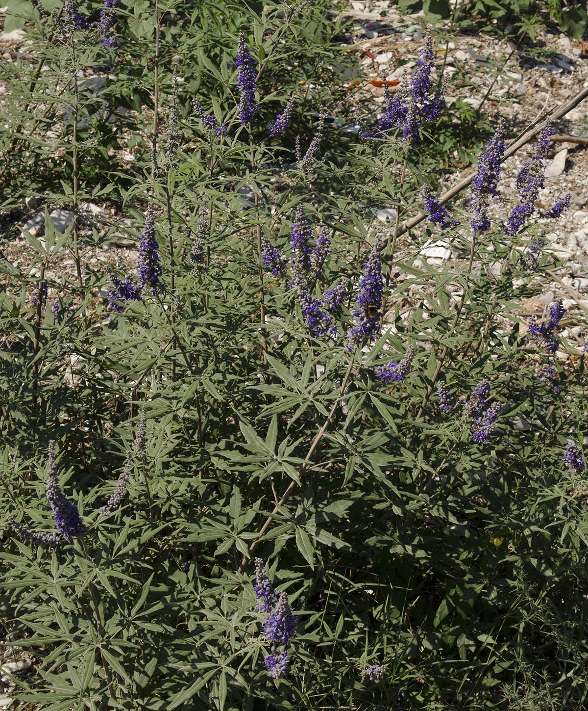 Vitex agnus-castus