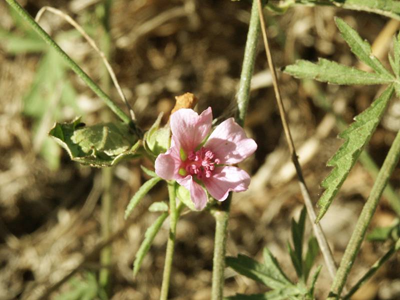 Althaea cannabina