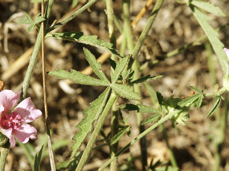 Althaea cannabina