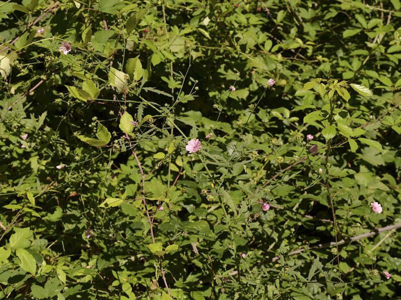 Althaea cannabina