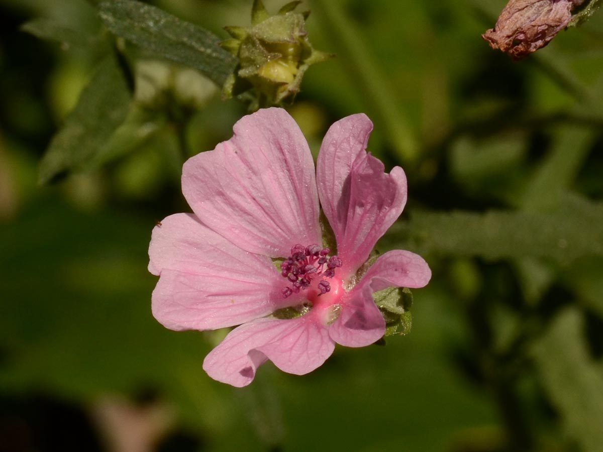 Althaea cannabina