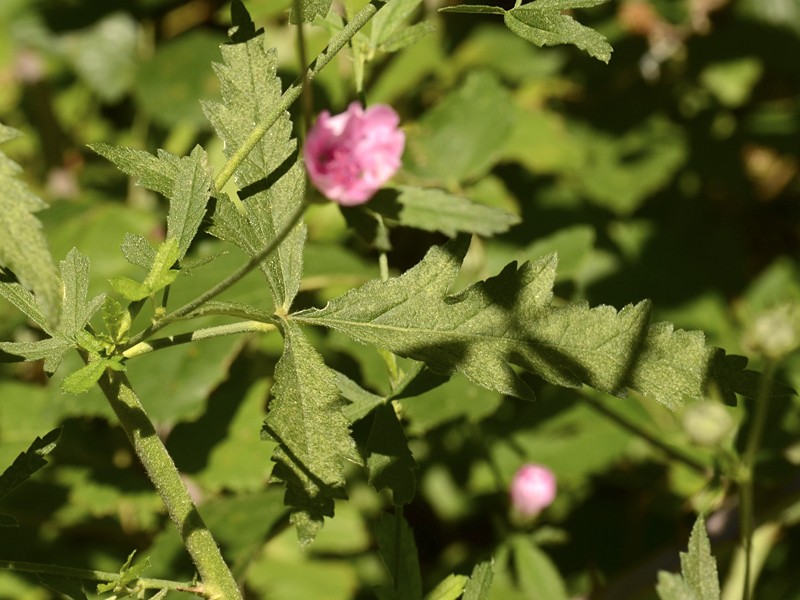 Althaea cannabina