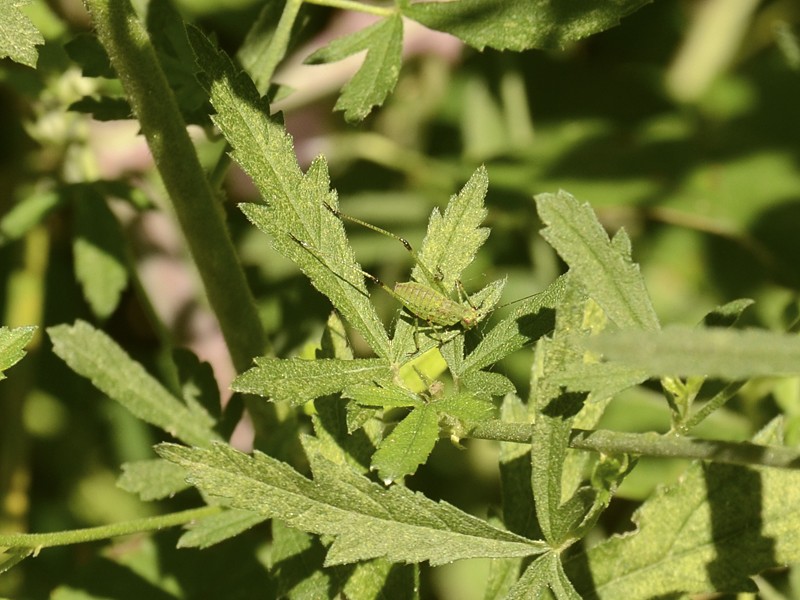 Althaea cannabina