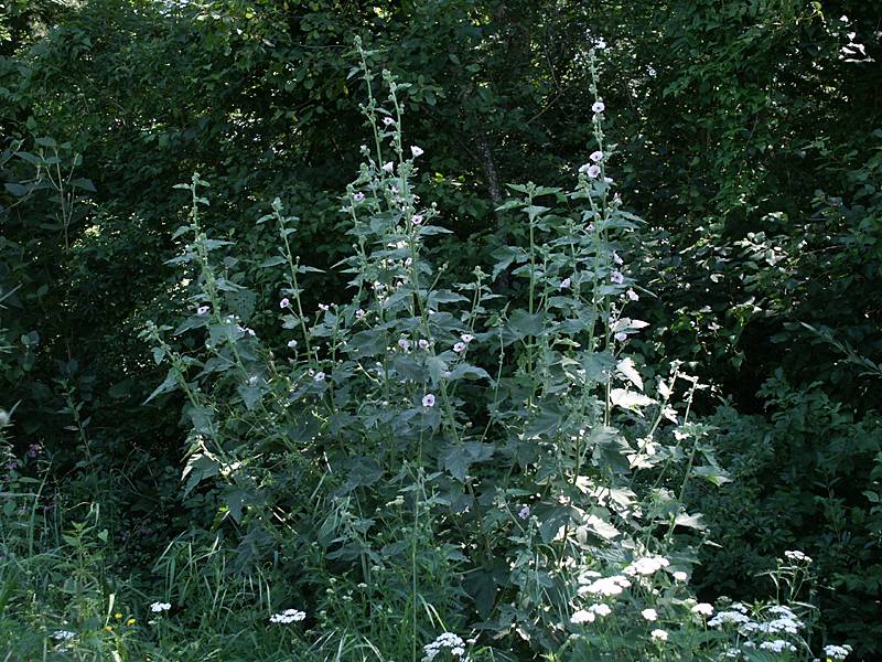 Althaea officinalis