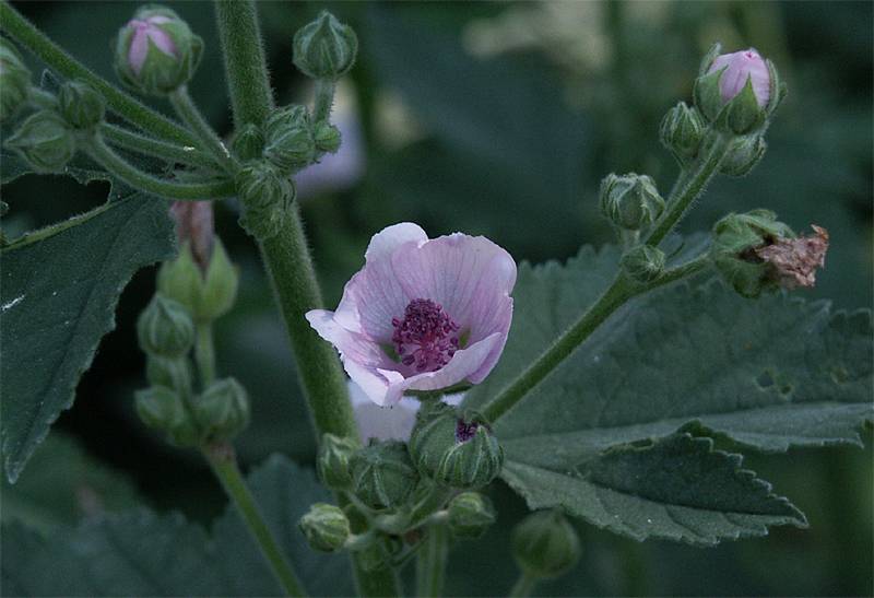 Althaea officinalis