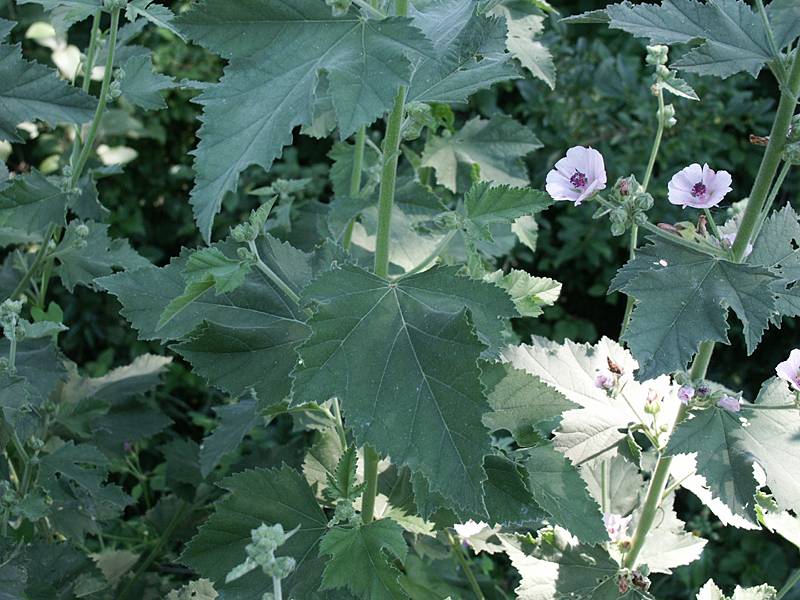 Althaea officinalis