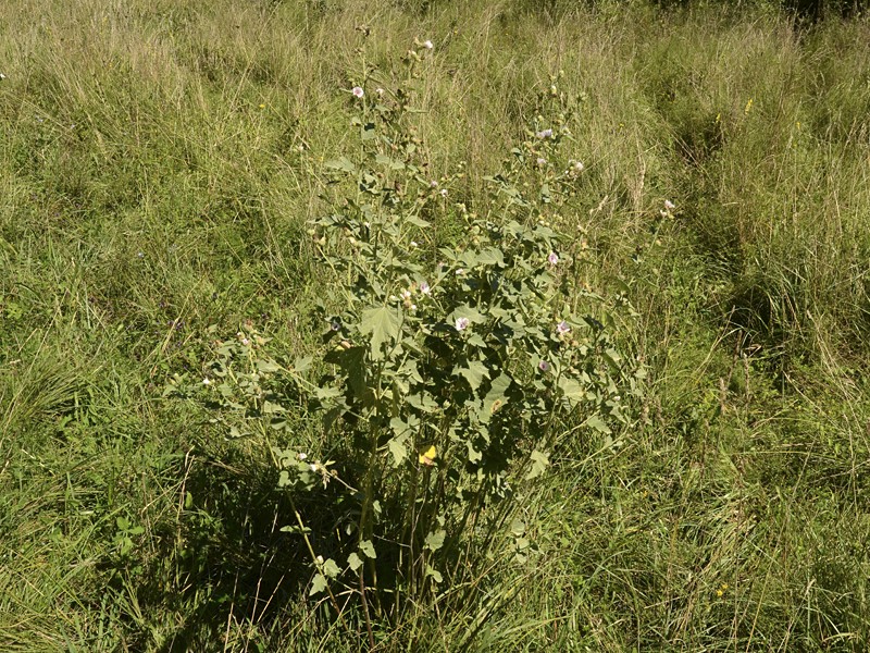 Althaea officinalis