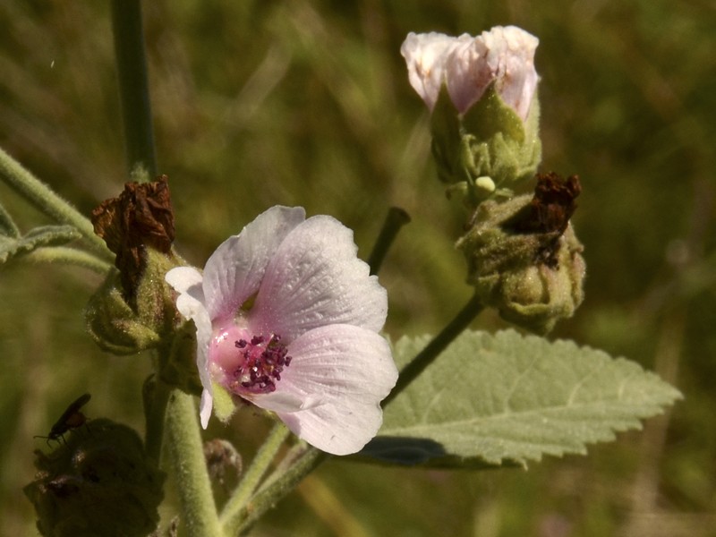 Althaea officinalis