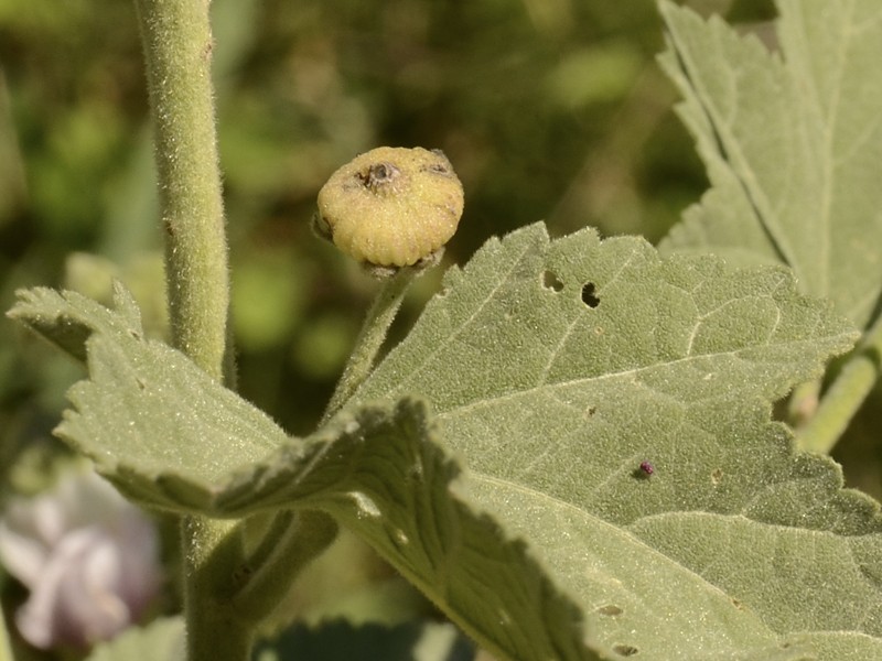 Althaea officinalis