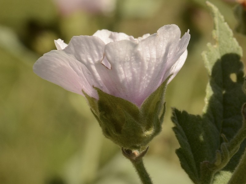 Althaea officinalis