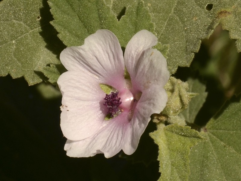 Althaea officinalis