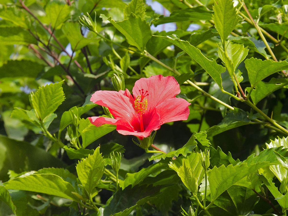 Hibiscus rosa-chinensis