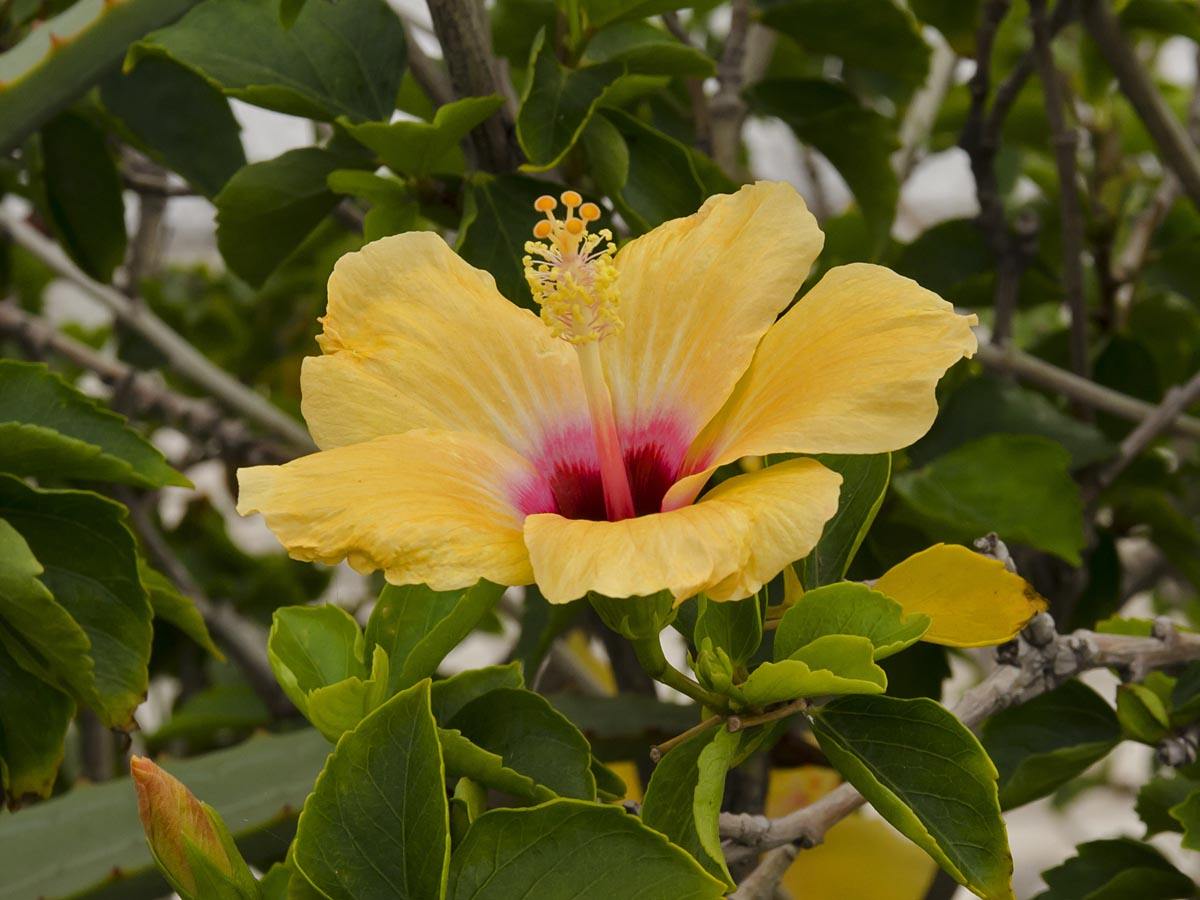 Hibiscus rosa-chinensis